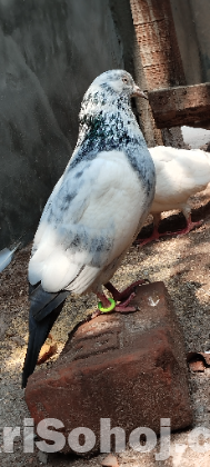 রানিং কবুতর